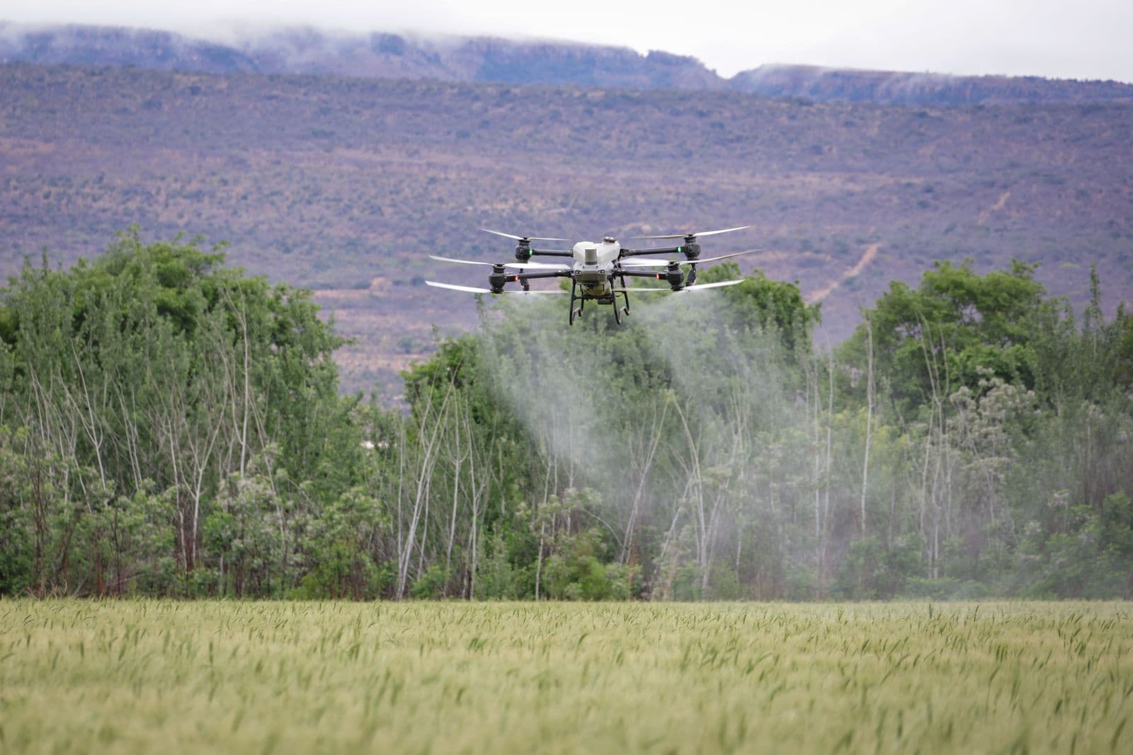 Aerial view of a spraying drone treating a lush green field