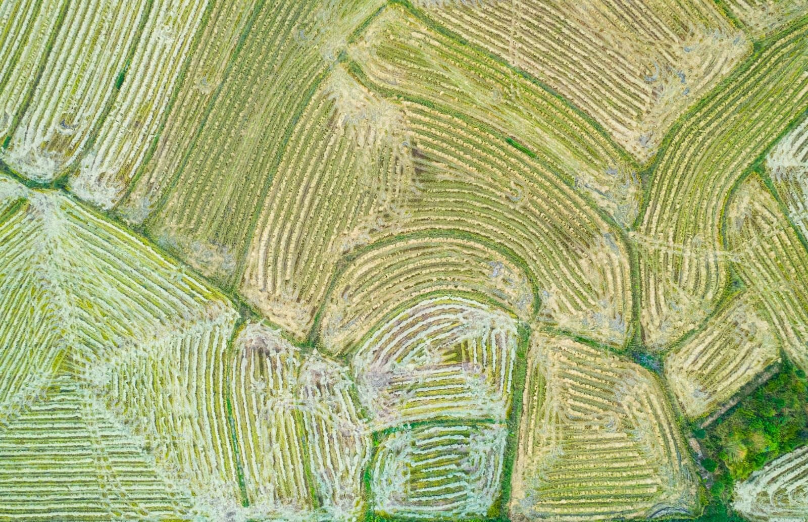 Aerial view of terraced crop fields following the contours of the land